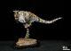 Mm×planet Earth 1/15 Carnotaurus Statue Dinosaur Animal Model Collector Gk Toy