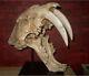 Saber-toothed Tiger 11 Life-size Skull Model Figure Statue Fossil Replica Toy