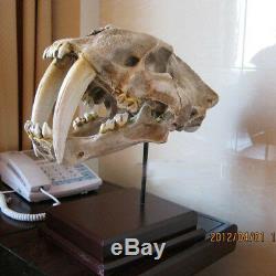 Saber-Toothed Tiger 11 Life-Size Skull Model Figure Statue Fossil Replica Toy