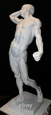 Anatomie Musculaire Figure Humaine Ecorche Sculpture Squelette Modèle Dessin Art 35
