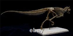 Carnotaurus Skeleton Modèle Abelisauridae Jouets Dinosaur Cadeau Collectionneur Animal