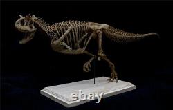 Carnotaurus Skeleton Modèle Abelisauridae Jouets Dinosaur Cadeau Collectionneur Animal