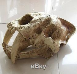 Machérode Tiger 11 Life-size Crâne Figure Statue Fossile Réplique Jouet