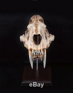Machérode Tiger 11 Life-size Crâne Figure Statue Fossile Réplique Jouet